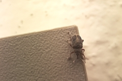 Lignyodes enucleator