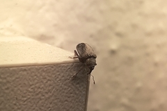 Lignyodes enucleator