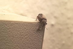 Lignyodes enucleator