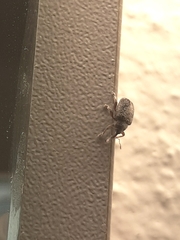 Lignyodes enucleator