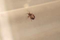 Lignyodes enucleator