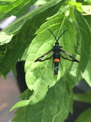 Synanthedon myopaeformis