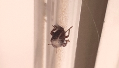 Lignyodes enucleator