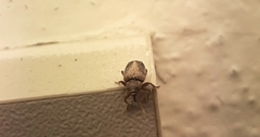 Lignyodes enucleator
