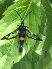 Synanthedon myopaeformis