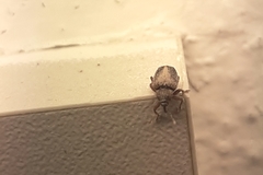 Lignyodes enucleator