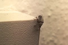 Lignyodes enucleator