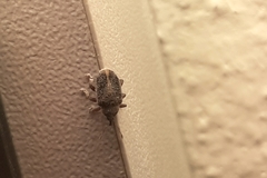 Lignyodes enucleator
