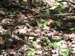 Thamnophis proximus proximus