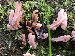 Clavulina vinaceocervina