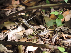 Thamnophis proximus proximus