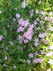 Saponaria ocymoides