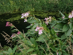 Impatiens glandulifera