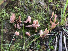 Clavulina vinaceocervina