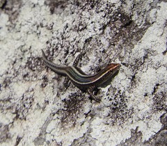 Cryptoblepharus virgatus