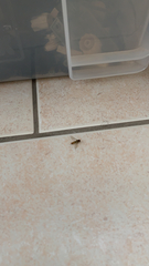 Episyrphus balteatus