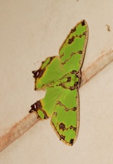 Agathia lycaenaria