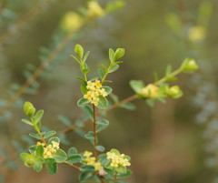 Pimelea flava flava