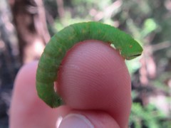 Melanodes anthracitaria