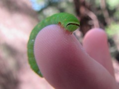 Melanodes anthracitaria