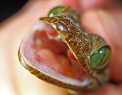 Gekko smithii
