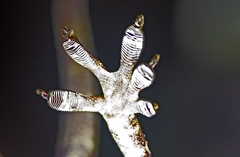 Gekko smithii