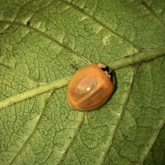 Harmonia axyridis
