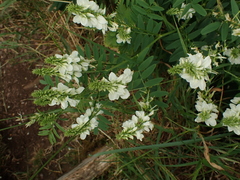Galega officinalis