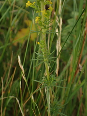 Galium verum