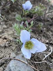 Anemone drummondii