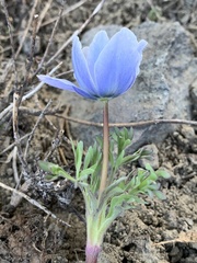 Anemone drummondii