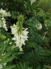 Galega officinalis