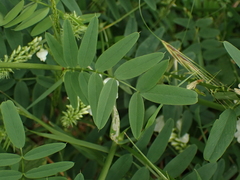 Galega officinalis