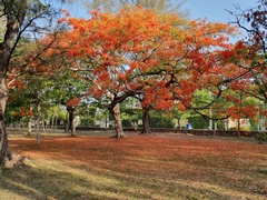 Delonix regia