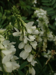 Galega officinalis