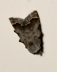Nola marginata
