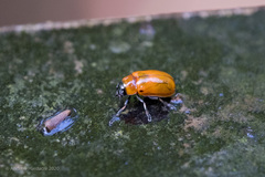 Coptocephala pallens