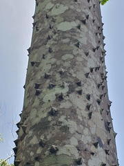 Zanthoxylum martinicense