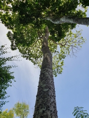 Zanthoxylum martinicense