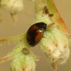 Exochomus fasciatus