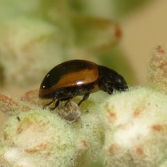 Exochomus fasciatus