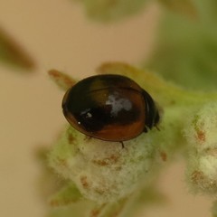 Exochomus fasciatus