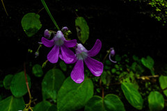 Impatiens acaulis