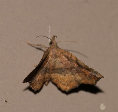 Throana pectinifer
