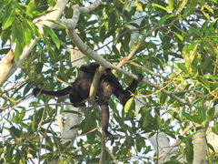 Alouatta discolor