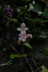 Begonia crenata