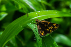 Taractrocera ceramas