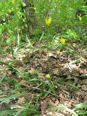 Tulipa sylvestris australis