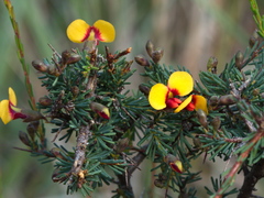 Dillwynia ramosissima