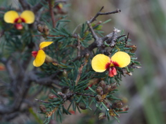 Dillwynia ramosissima